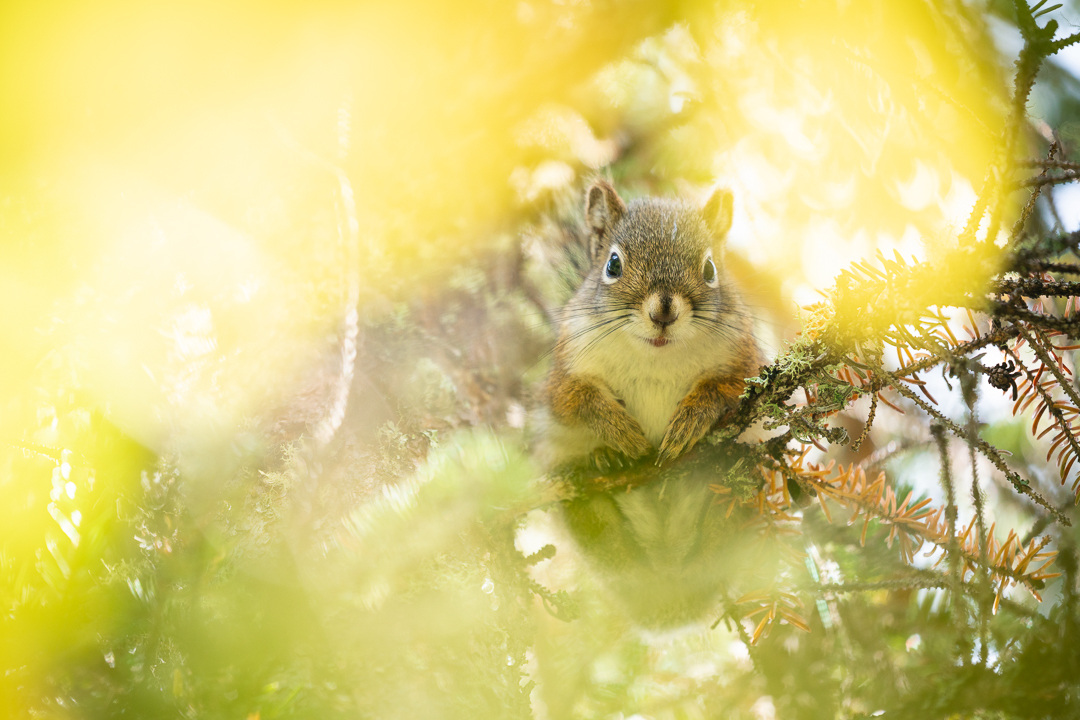 squirell Fall 2019 - Nick Fitzhardinge (1)